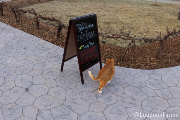 fabbioli_tasting_room_1-13-16-35-of-44