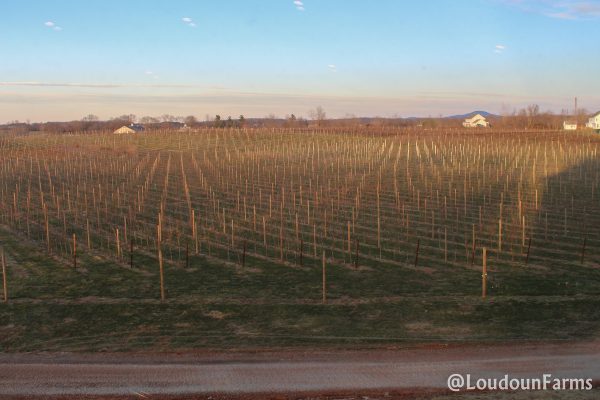 fabbioli_tasting_room_1-13-16-38-of-44