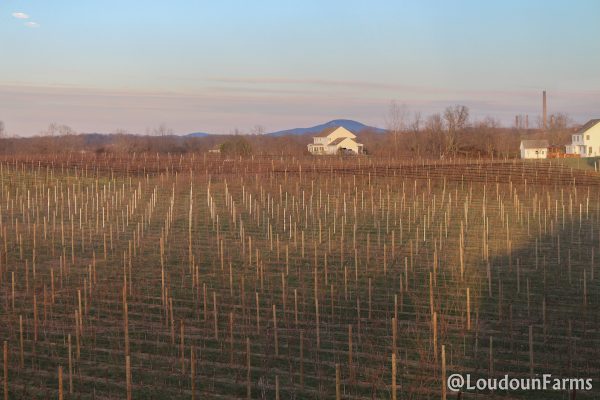 fabbioli_tasting_room_1-13-16-39-of-44