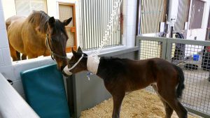 Virginia Tech’s Marion duPont Scott Equine Medical Center opens in Leesburg