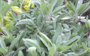 VCE Loudoun Master Gardner's Virtual Lecture