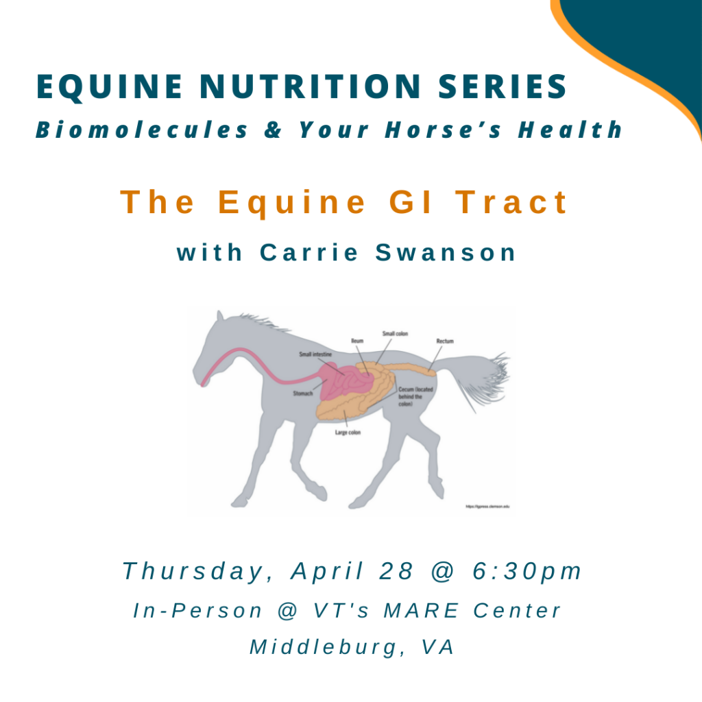 Equine Nutrition Series The Equine GI Tract Loudoun County Economic